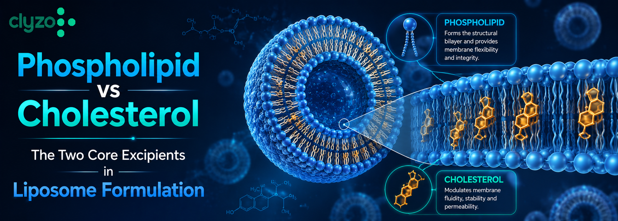 Phospholipid vs Cholesterol: The Two Core Excipients in Liposome Formulation